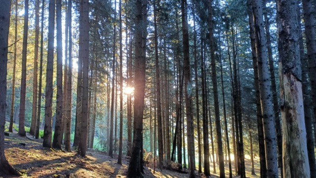 Gestione forestale sostenibile, si apre la strada alla certificazione PEFC in Valtellina