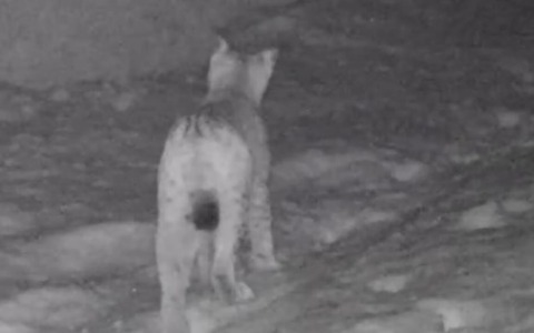 Una lince è stata documentata da una fototrappola del Parco nei dintorni del lago di Livigno