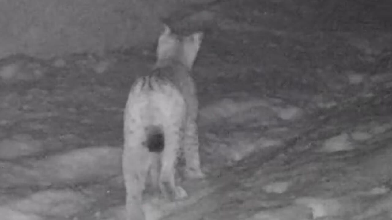 Una lince è stata documentata da una fototrappola del Parco nei dintorni del lago di Livigno