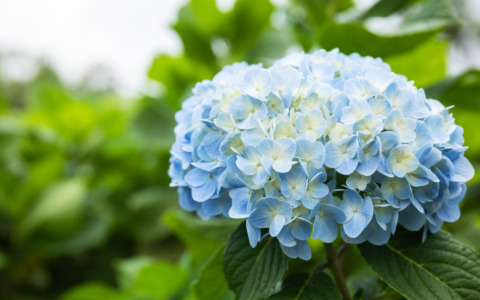Coltiviamo le ortensie in vaso, sul balcone e in giardino: i consigli dell’agronomo per mantenerle rigogliose e fiorite