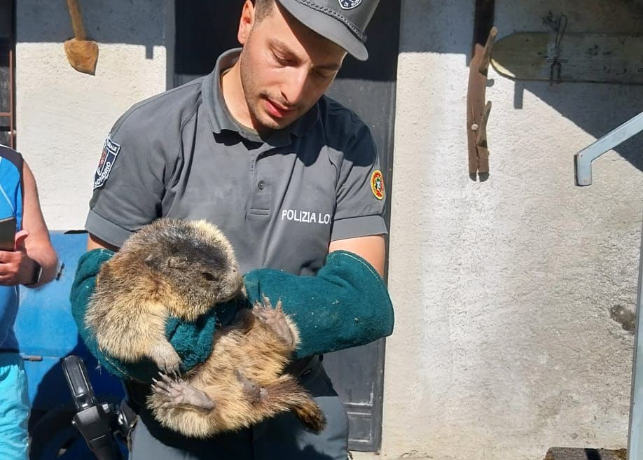 Trovata e salvata una marmotta in mezzo alle case