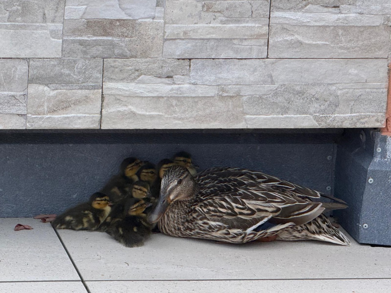 I pompieri di Dongo liberano gli anatroccoli nel lago