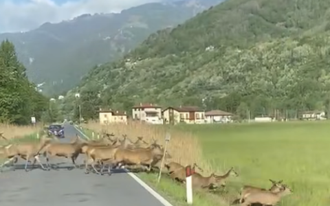 Finanziato il progetto di protezione delle strade da e per i cervi