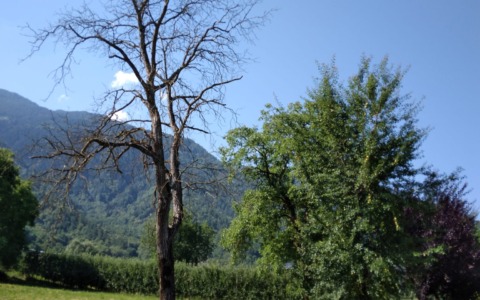 Alberi secchi, la segnalazione di un cittadino