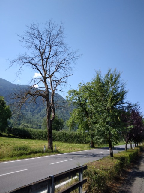 Alberi secchi, la segnalazione di un cittadino