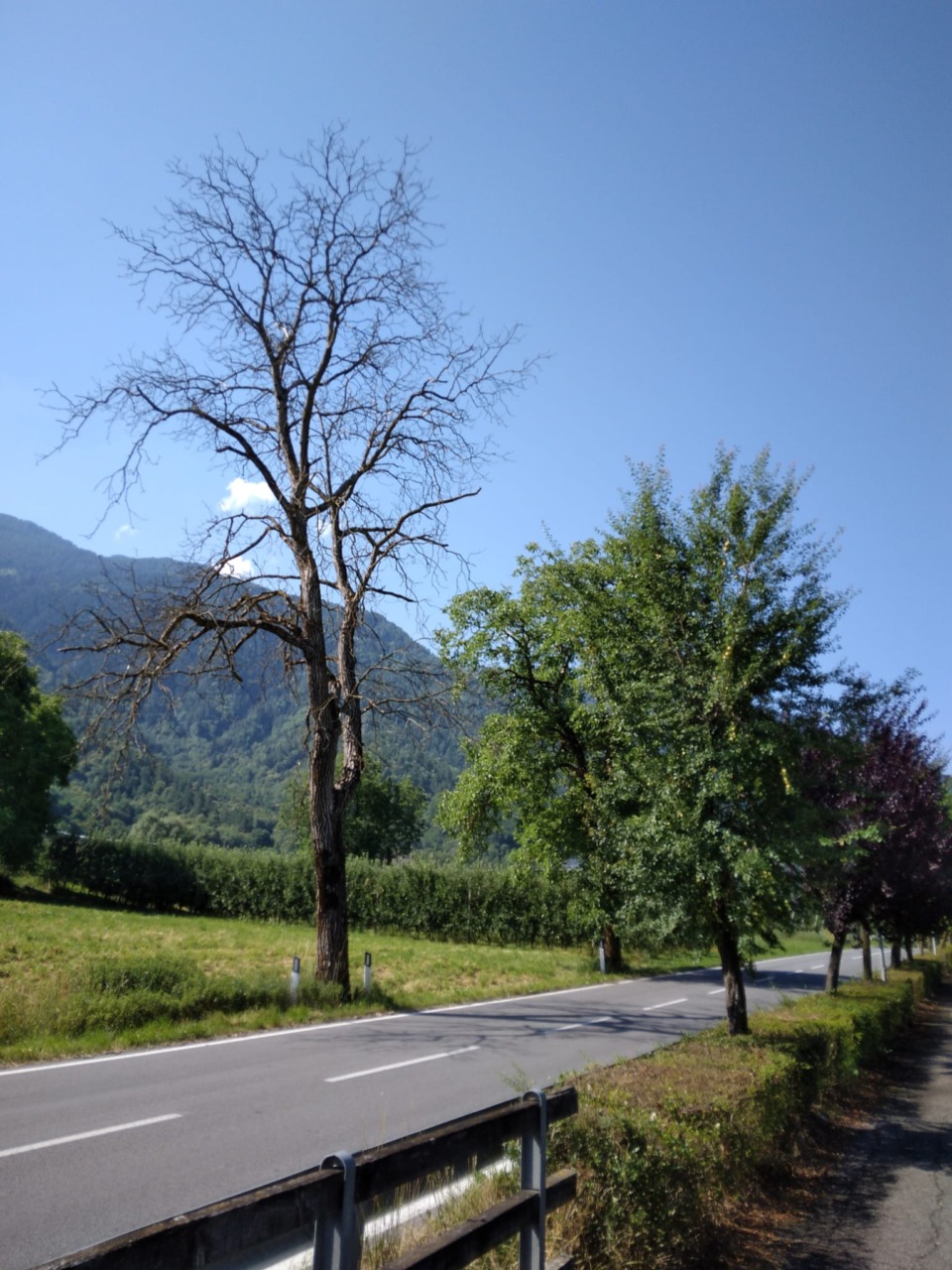 Alberi secchi, la segnalazione di un cittadino