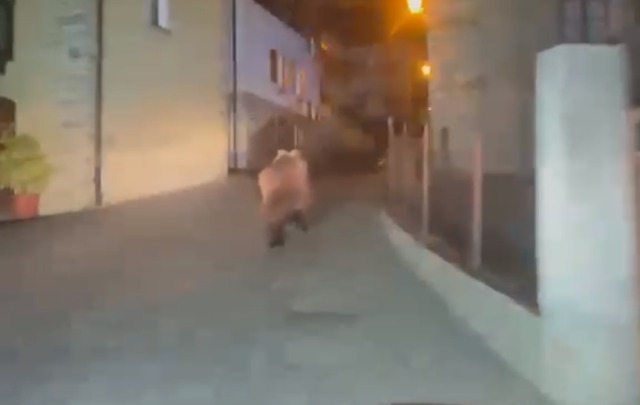 C’è un orso che scorrazza tra le case