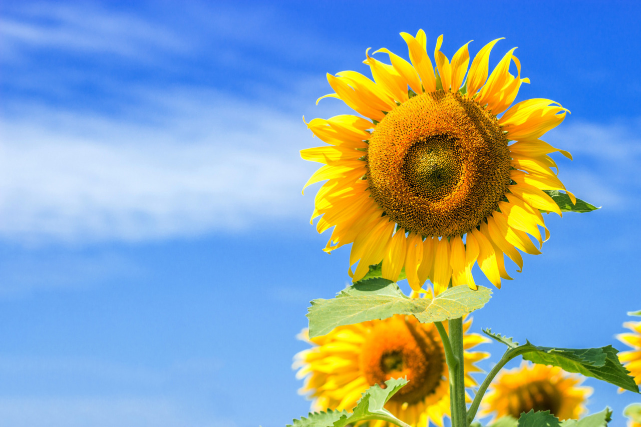 “Coltiviamo – Vivere sostenibile” al gran finale: per l’ultima puntata focus su biodiversità e girasoli
