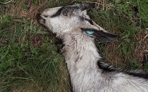 “I lupi sono un problema reale e serio”