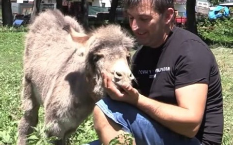 Forrest non ce l’ha fatta, morto l’asinello adottato dal paese