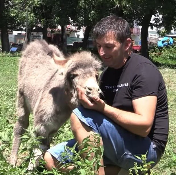 Forrest non ce l’ha fatta, morto l’asinello adottato dal paese