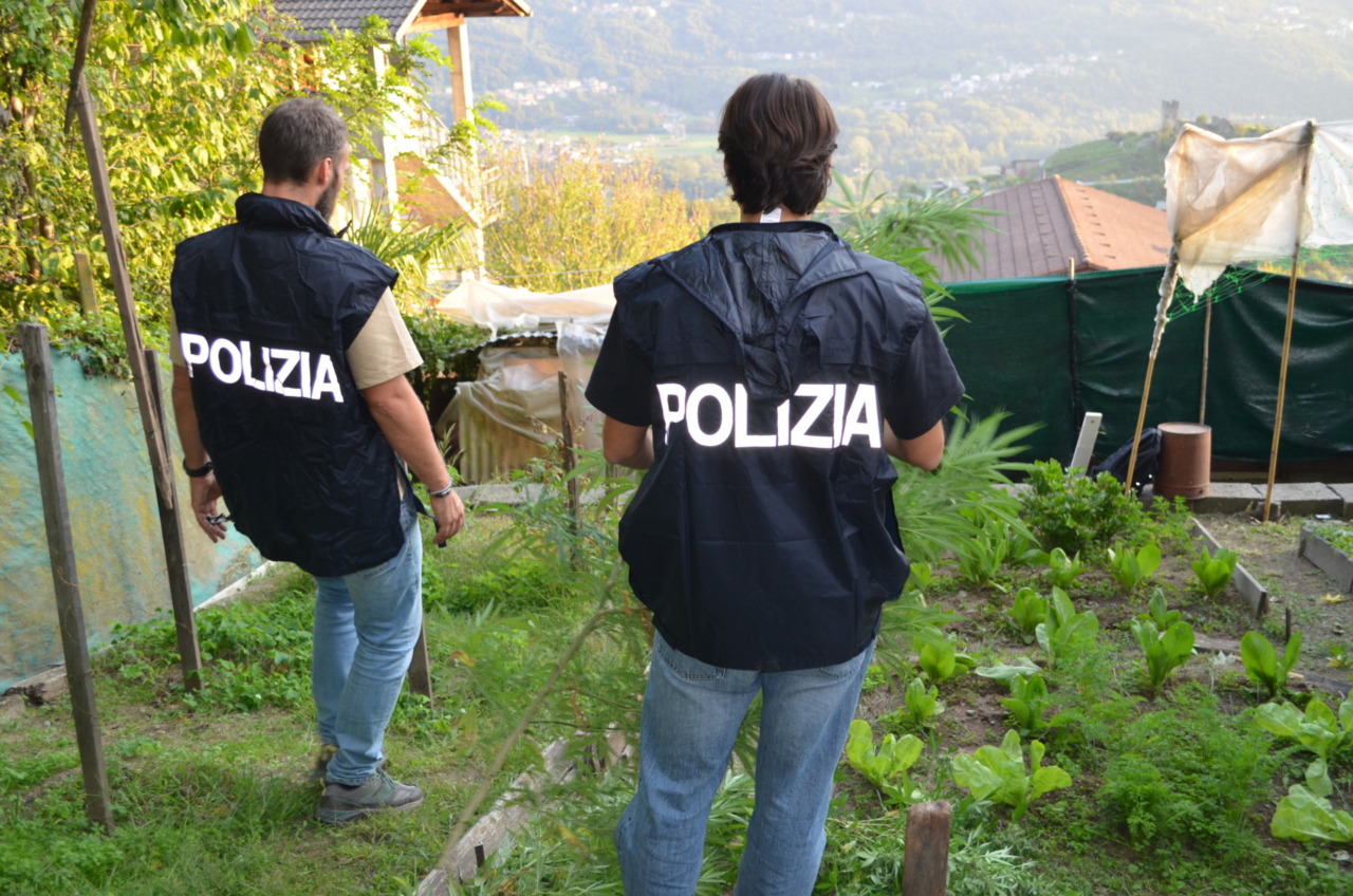 Scoperta e sequestrata una piantagione di marijuana