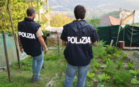 Scoperta e sequestrata una piantagione di marijuana